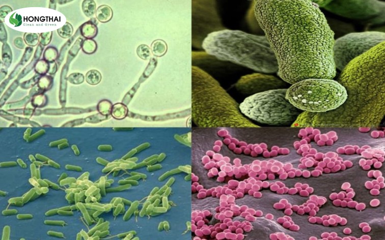 Các loại vi sinh vật có trong bùn vi sinh