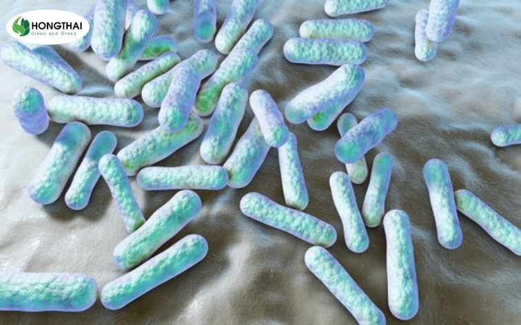 Hình ảnh minh họa Vi khuẩn yếm khí (aerotolerant bacteria)