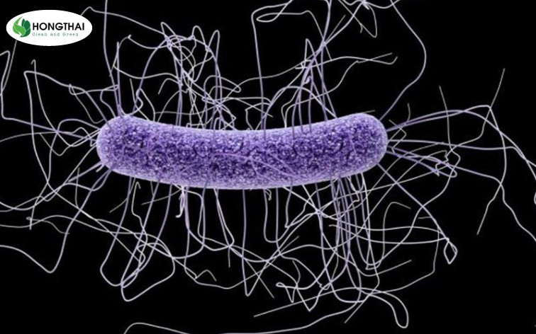 Hình ảnh vi khuẩn hiếu khí Clostridium difficile dưới kính hiển vi