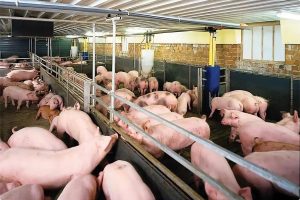 Hệ thống xử lý nước thải chăn nuôi heo hiện đại tại trang trại quy mô lớn
