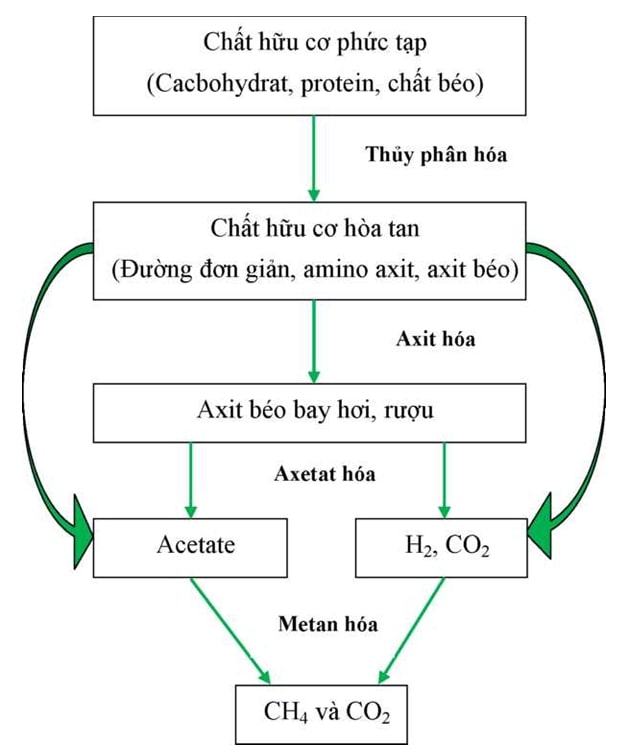 Các giai đoạn của quá trình ủ kỵ khí sản xuất biogas