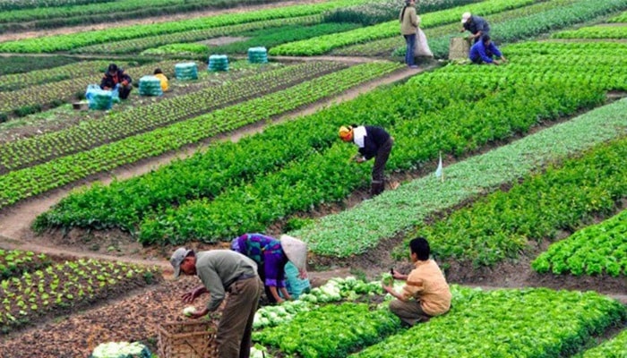 Hệ thống ủ kỵ khí tại trang trại giúp tạo năng lượng sạch và phân bón hữu cơ