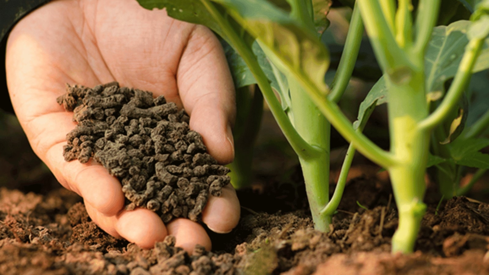 Sử dụng phân compost hiếu khí hoàn thiện để bón cho vườn rau, cải thiện đất trồng