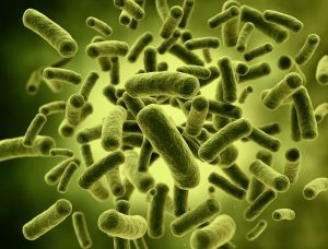Giới thiệu về vi khuẩn coliform