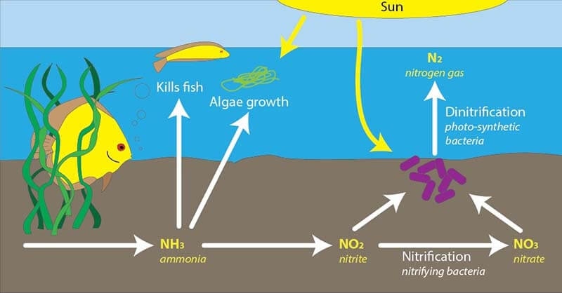 Cơ chế hoạt động của vi khuẩn Nitrat hóa với màng lọc MBR