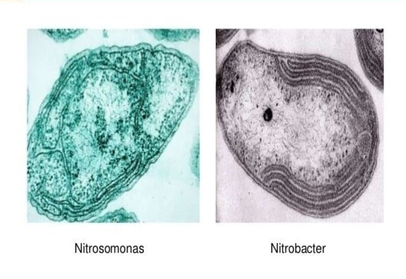Phân loại vi khuẩn Nitrat hóa trong xử lý nước thải với màng lọc MBR