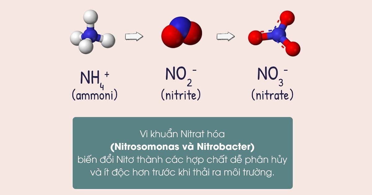Ảnh hưởng của vi khuẩn Nitrat hóa 