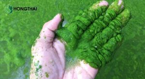 Hàm lượng photpho trong nước thải gây phú dưỡng nguồn nước