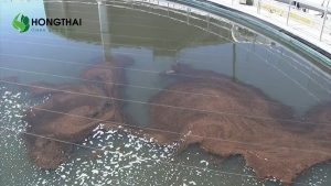 Ảnh hưởng của chất rắn lơ lửng SS đến hệ thống xử lý nước thải