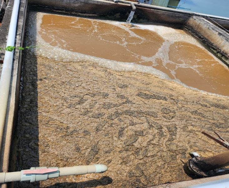 MLSS và MLVSS thể hiện tỷ lệ sinh khối trong bùn hoạt tính