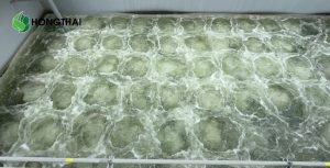 Vi sinh vật trong bể sục khí