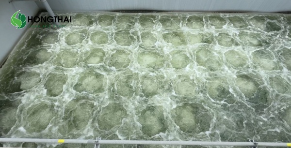 Vi sinh vật trong bể sục khí