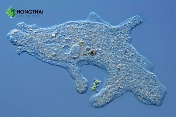 Vi sinh vật trong bùn hoạt tính đóng vai trò tạo nên chỉ số VSS