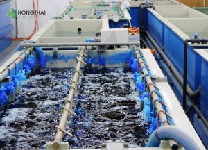 Ứng dụng ozone trong xử lý nước thải công nghiệp