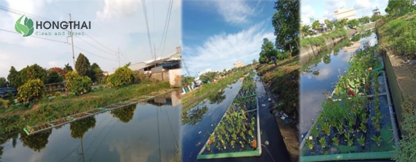 Toàn cảnh hệ thống đất ngập nước nhân tạo có cây thủy sinh