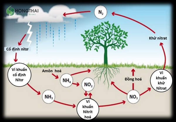 Quá trình nitrat hóa chuyển amoni thành nitrat trong nước thải
