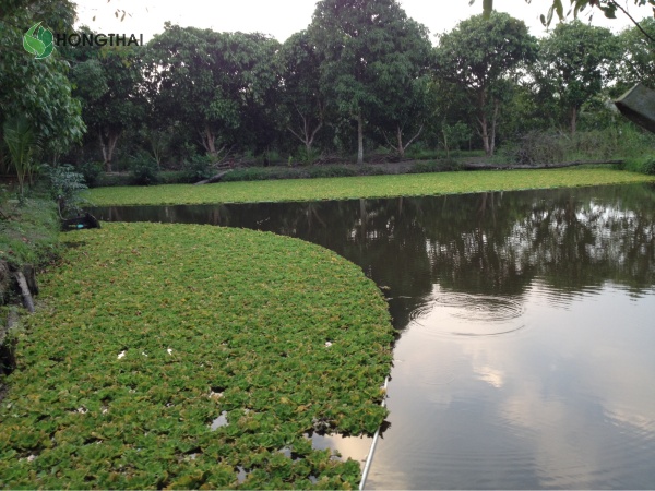 Hồ bèo xử lý nước thải, ao lục bình, bãi lọc trồng sậy