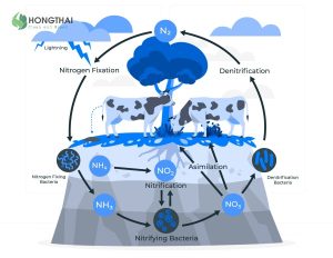 Khử nito trong nước thải là gì và vai trò của xử lý nitrogen