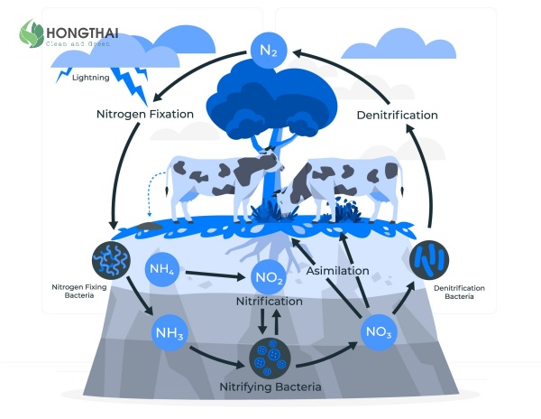 Khử nito trong nước thải là gì và vai trò của xử lý nitrogen