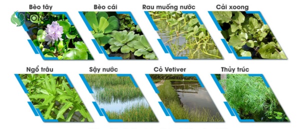 Các loại thực vật thủy sinh phổ biến trong xử lý nước thải