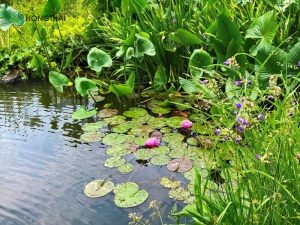 Thực vật thủy sinh như bèo sen và cỏ lau giúp lọc nước ao tù