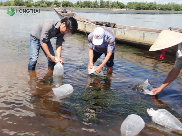 Thả tôm giống khi môi trường chưa ổn định