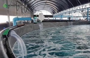 Hệ thống lọc nước và ao lắng cho nuôi tôm