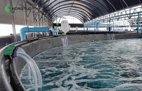 Hệ thống lọc nước và ao lắng cho nuôi tôm
